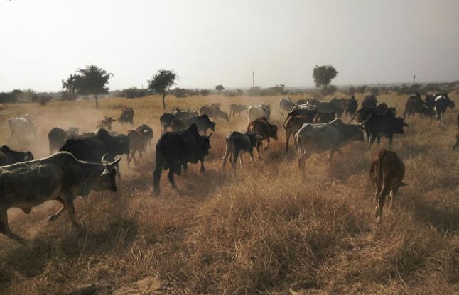 gochar land कानून में होगा संशोधन! गोचर भूमि पर अतिक्रमण पर जुर्माना और बढ़ेगा