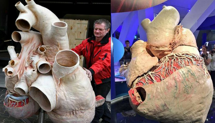 Organ The Size Of A Pony Is First Ever To Be Conserved At Canadian Museum The 600 Pound Preserved Blue Whale Heart य ह द न य क सबस व श लक य द त य क द ल इसक वजन