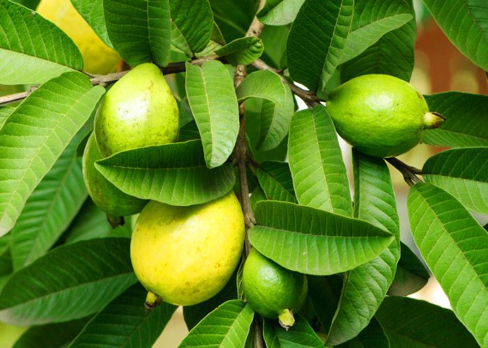 Guava Leaves Health Benefits - अमरूद की पत्तियां देती हैं बीमारियों में  राहत | Patrika News
