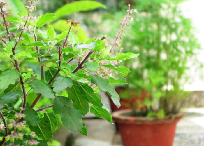 एंटीबॉयोटिक है घर में लगी तुलसी, जानें और भी फायदे