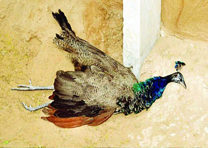 Peacock Dead Than Current - करंट से मोर मरा | Patrika News