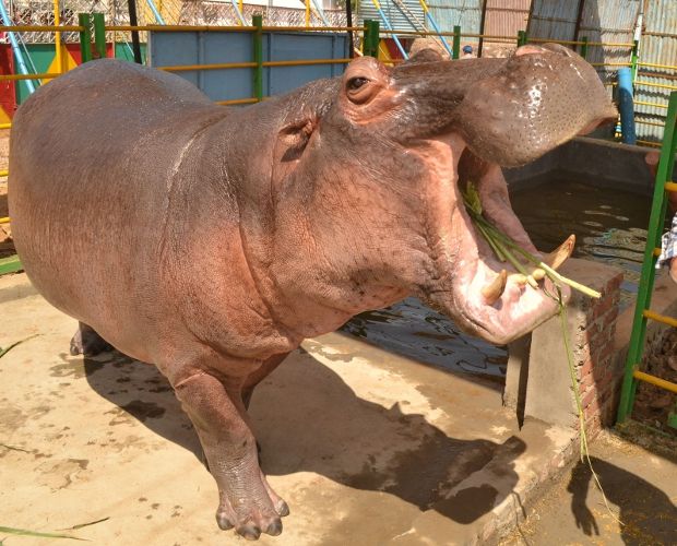 दशहरा मेला कोटा : हिप्पो करेगा सलाम, अफ्रीकन कलाकार दिखाएंगे करतब