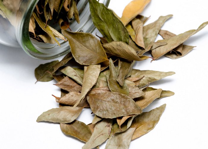 Health Benefits Of Bay Leaf   Bay Leaf 561e00e05fec4 L 