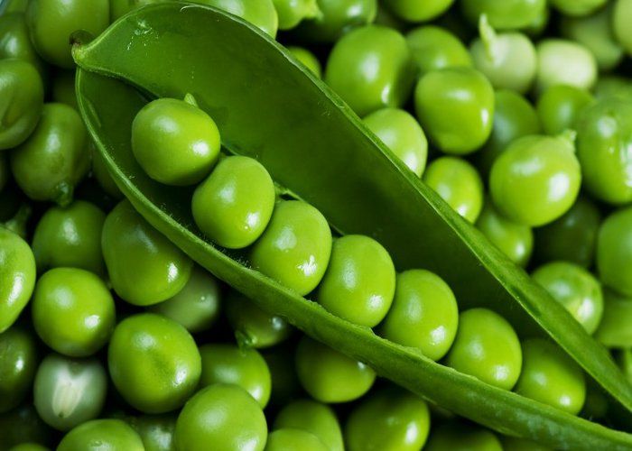 Benefits Of Green Peas - सर्दियों में हरी मटर खाने के ये हैं अचूक फायदे |  Patrika News