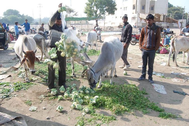 video : भाव नहीं मिले, सब्जियों को गायों के आगे डाला