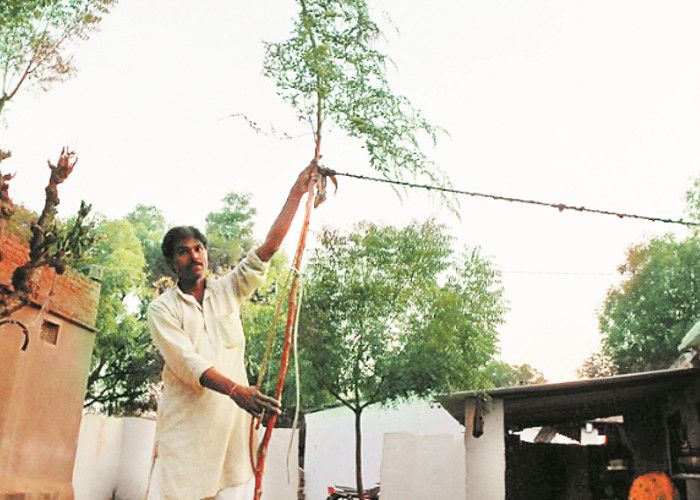 कौतूहल बना 17 फीट लम्बा बथुआ का पौधा