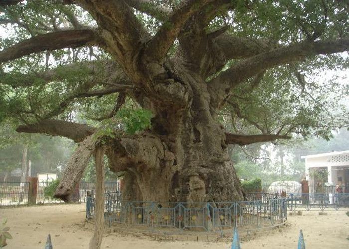 Features Of Most Popular 'parijat Tree' In India - पारिजात ...