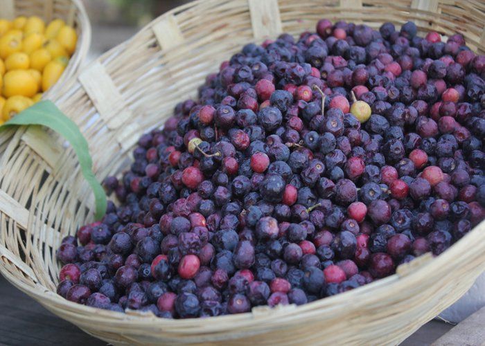 health-benefits-of-falsa-fruit