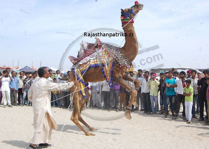 Mallinath cattle open, Balotra city, barmer Tilvada mela, mallinath mela balotra, barmer मल्लीनाथ पशु मेले का आगाज