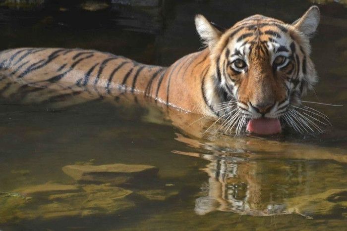 famous tiger of india, famous tigress of india, bengal tiger, world’s oldest tigress, queen of ranthambore, machali t-16, popular tigress, ramthambore’s famous tigress, tiger queen