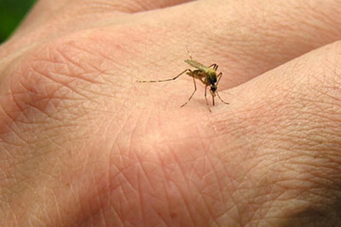 Home Remedies For Mosquito Bites - ये उपाय करेंगे ...