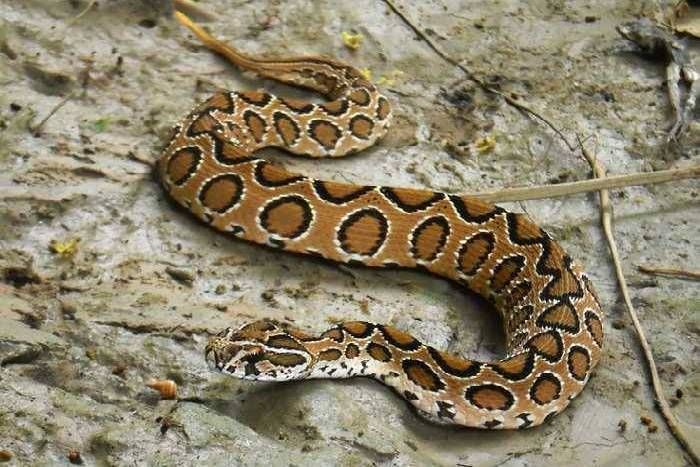 Russell Viper Snakes More Rescued From Homes At Udaipur - घरों में ज्यादा  निकल रहे रसल वाइपर, अब तक करीब 100 से ज्यादा रेस्क्यू कर पकड़े | Patrika  News