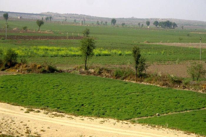 commercial crop भूमिपुत्रों ने गेहूं बिसराया-चना मन भाया