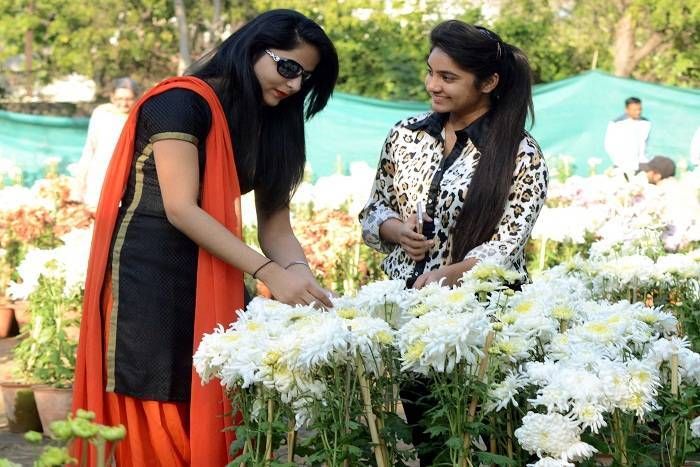 A decline of chrysanthemum sell गुलदाउदी की बिक्री 'गुल'