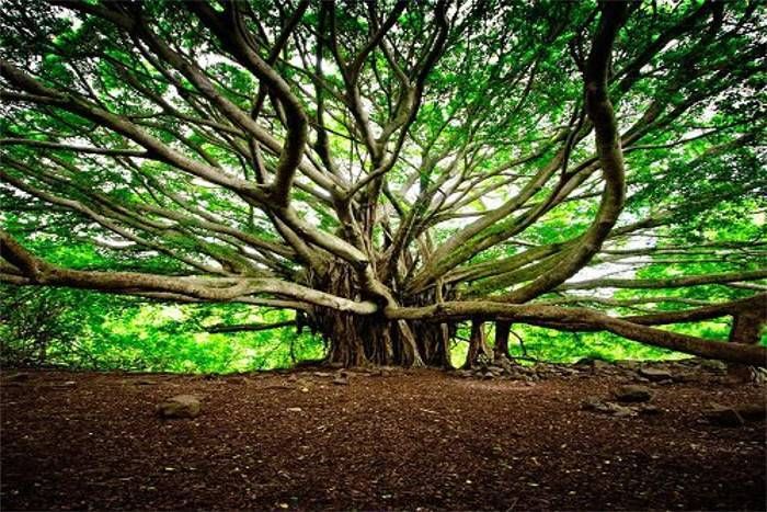 Banyan Tree mentioned in the chapter
