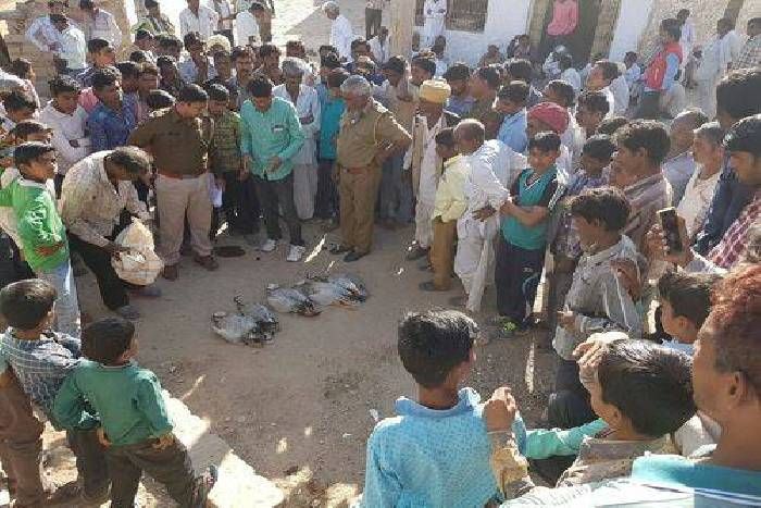 नागौर के लालाप में विदेशी पक्षियों का शिकार