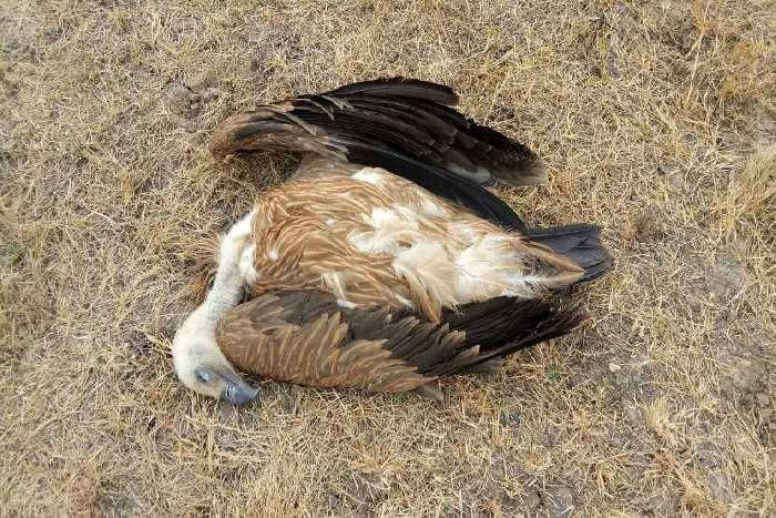 Long Billed Vulture Found Dead At Menar Udaipur म न र म बह त समय ब द द ख ल न ग ब ल ड वल चर ल क न द र भ ग यवश व म ल म त Patrika News