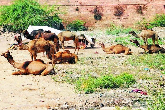 खो ना जाए शिवरात्रि पशु मेले की पहचान