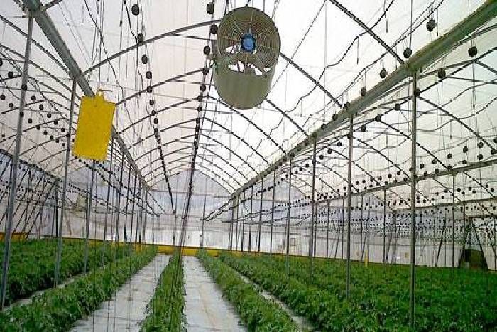 मरू क्षेत्र में अब इजराइल की तकनीक के पॉली हाउस बन रहे वरदान