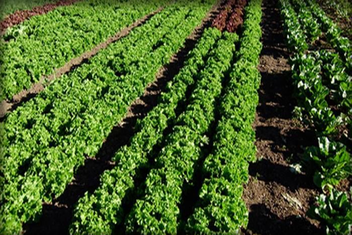 agriculture connection अब 15 रुपए में नियमित हो जाएगा कृषि कनेक्शन, बढ़ी योजना की अवधि