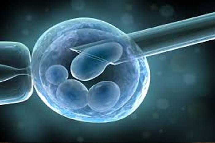 IVF technique कोलकाता में आईवीएफ तकनीक से गर्भवती हुई कुतिया