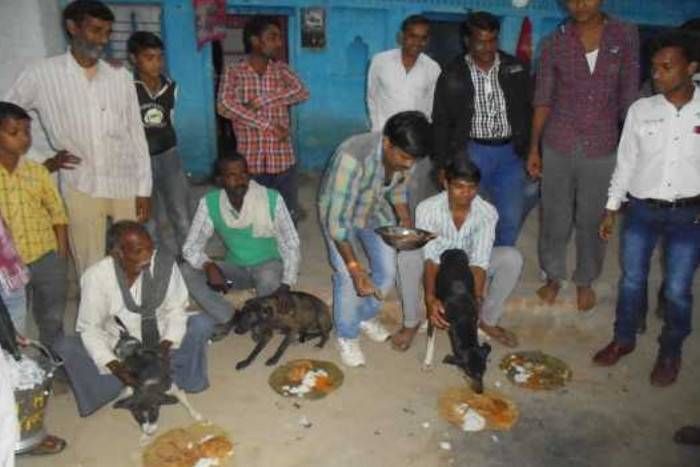OMG! यहां कुत्तों को दावत में खिलाई गई शुद्ध घी की पूड़ियां-खीर, वजह जानकार आप भी हो जाएंगे हैरान