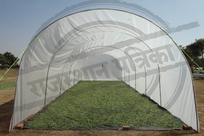 fungus free crop अब मिर्च-मेथी में नहीं लगेगी फंगस, किसानों की आय बढ़ाने में भी मददगार साबित होगी ये तकनीक
