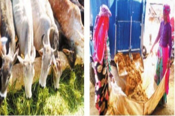 nagar nigam कृष्ण धुन ने जहां बिखेरी 'वृंदावन' सी महक, मगर निगम नहीं चाहता कि गायें खाएं-पीएं व स्वस्थ रहें -जानिये क्यों ?