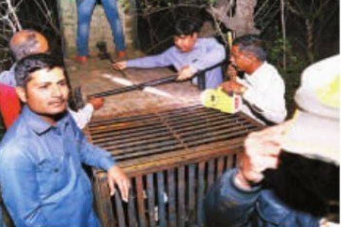 panthers कुलिश स्मृति वन: अब वनाधिकारियों ने ढूंढा तेंदुए को पकड़ने का ये तरीका