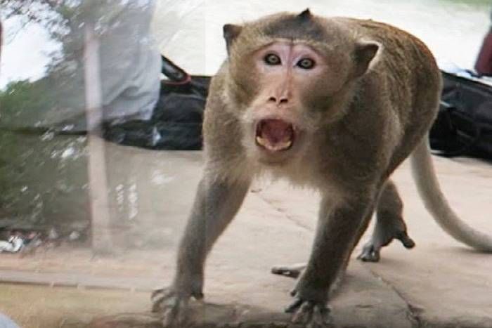 monkey जयपुर में बंदरों का महिला पर हमला, यहां दो मंजिला मकान से नीचे गिरकर मौत