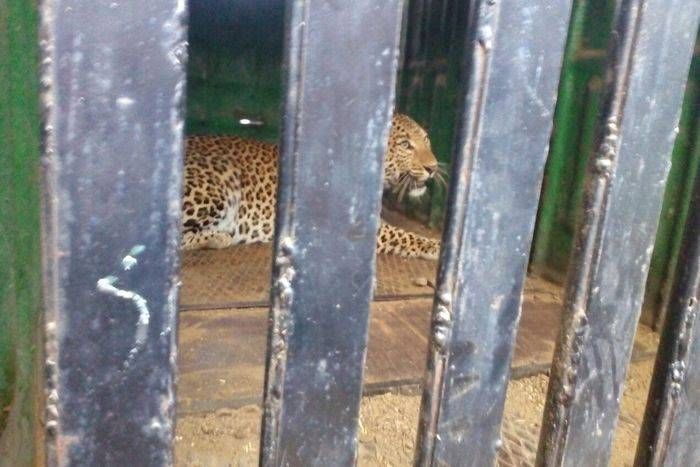 गोपालपुरा में पैंथर पिंजरे में कैद, सरिस्का पहुंचाया