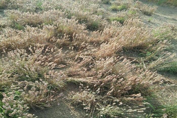 rabi crop जाने कैसे पहुंचाया बारिश व ओलावृष्टि ने किसानों को बर्बादी के कगार