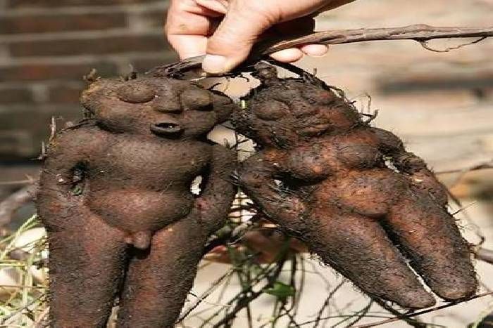 Fleeceflower OMG! अद्भुत पौधा जिसकी जड़े ले रही हैं ''औरत-मर्द की शक्ल''