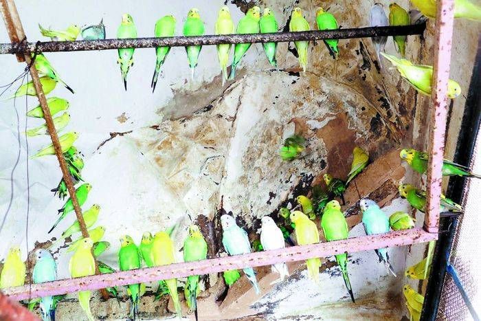 पुजारी का इनसे ऐसा प्रेम कि इन्हें बना लिया...