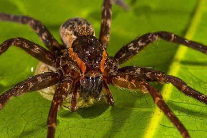 Spider OMG! एक साल में इंसानों के बराबर मांस खा जाती हैं मकडिय़ां