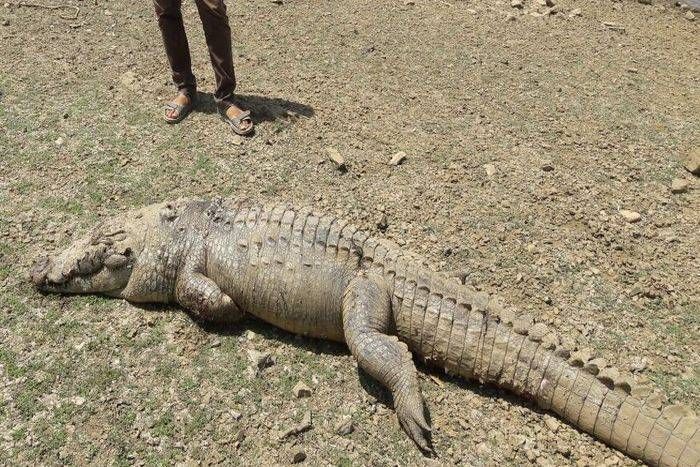 सरिस्का के करणाबास जोहड़ में 15 साल की मादा मगरमच्छ मृत मिली, जांच के लिए विसरा भेजा