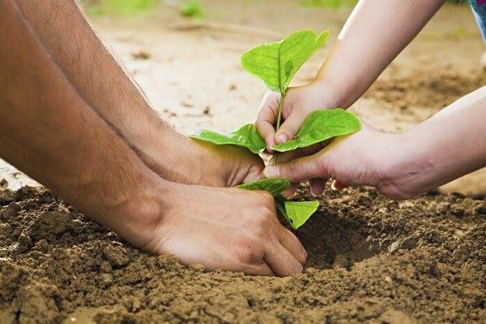 पौधे भी दूर कर सकते हैं ग्रहों का दोष, जानिए कौनसा पौधा लाएगा आपके जीवन में सुख-सौभाग्य