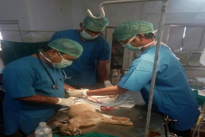 after operation caracal gets a new life, caracal in jaipur zoo, caracal in rajasthan, siyagosh rescued, doctor shravan singh rathore, machia biological park, jodhpur news जोधपुर के डॉ. राठौड़ ने लुप्त हो रहे 'सियागोश' का सफल ऑपरेशन कर दिया जीवनदान