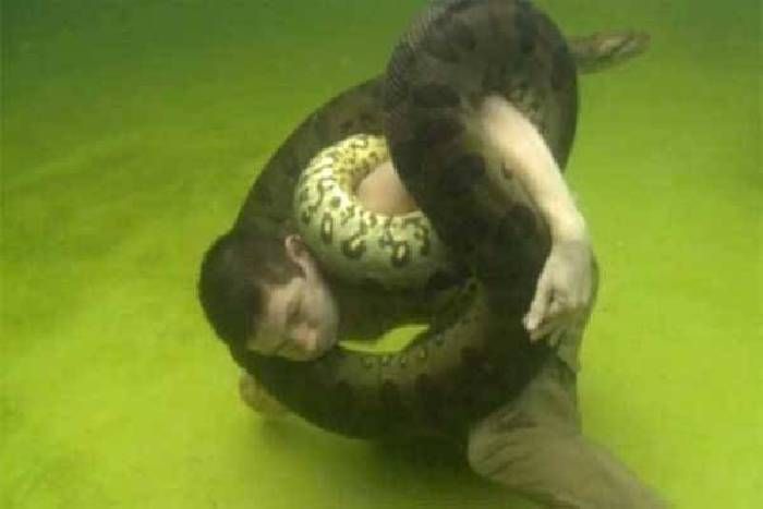 This stuntman Stunts with Anaconda इस स्टंटमैन ने मौत को दिया खुलेआम चैलेंज, एनाकोंडा के साथ किया पानी में स्टंट
