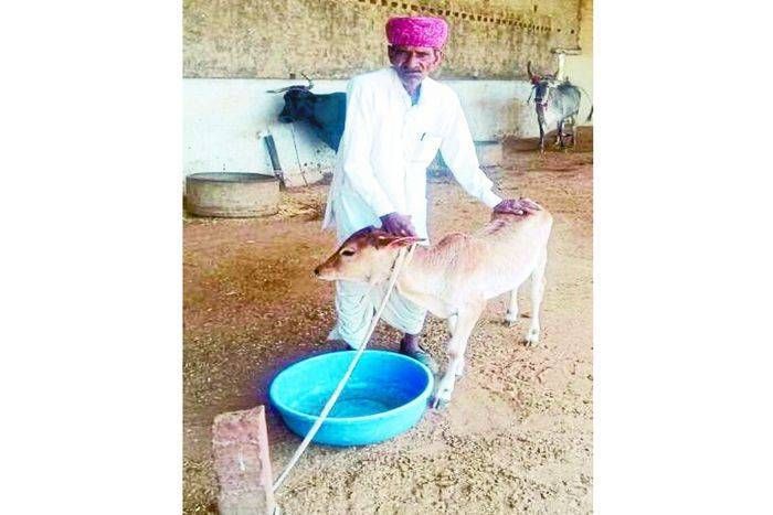 एक ऐसा गांव : जहां श्याम नहीं 'राम' करते हैं गायों की देखभाल, इनकी ऐसी लगन देख आप भी हो जाओगे...