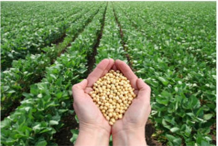 coriander इस साल क्या गुल खिलाएगा धनिया