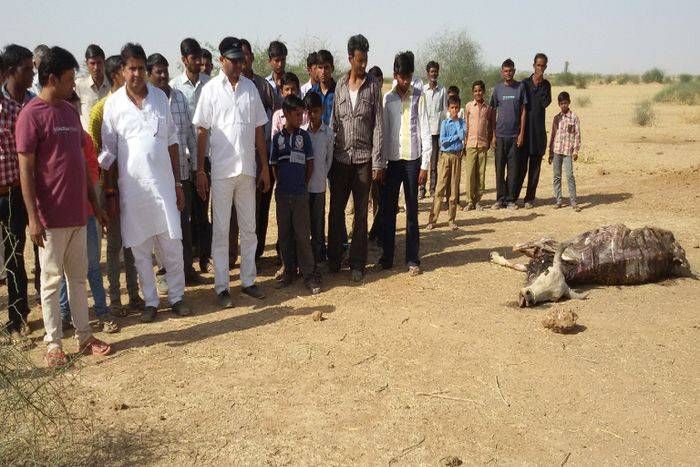 Every day two cows die from unknown disease इस गांव में रोज मर रही है दो गायें, कारणों का पता नहीं