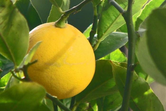 Lemon Sold क्या बात! चांदी के भाव में बिका एक नींबू, 27 हजार में हुआ नीलाम