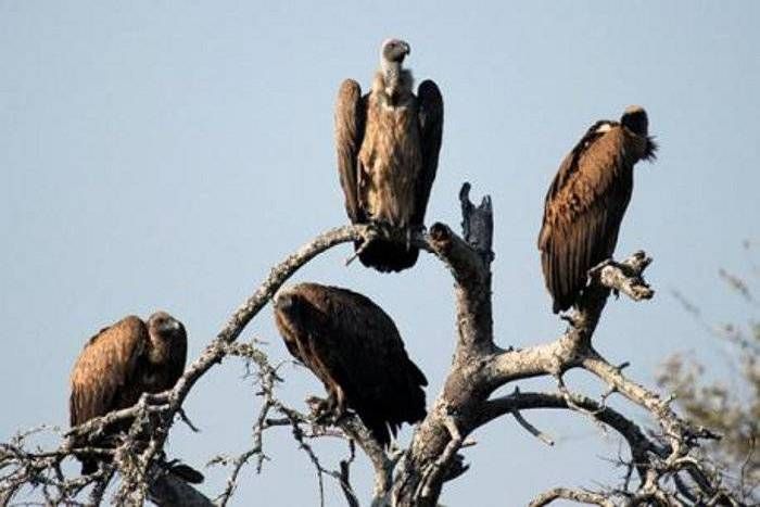 Growing Vultures In The Kota Region र वतभ ट क ष त र म बढ रह ग द ध क क नब Patrika News