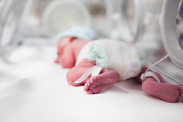 premature baby जयपुर के महिला हॉस्पीटल में प्री-मैच्योर बच्ची को फेंक दिया गया, उठा ले गया कुत्ता