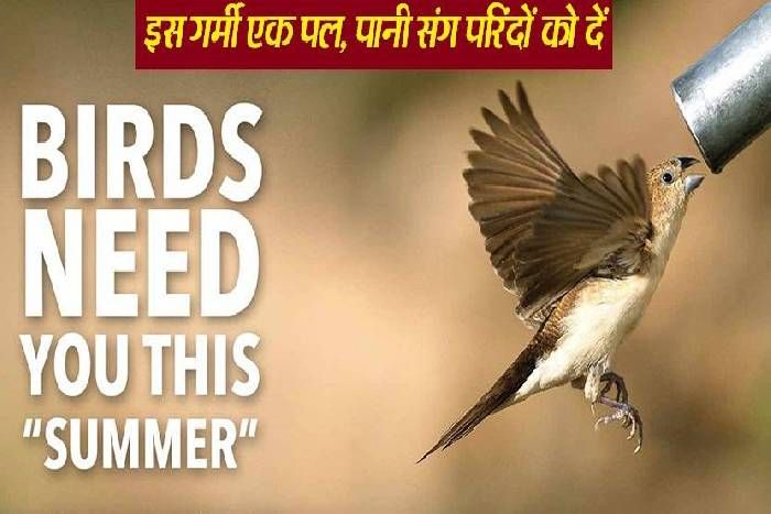 Rajasthan Patrika New Campaign Panery For 'Save Birds