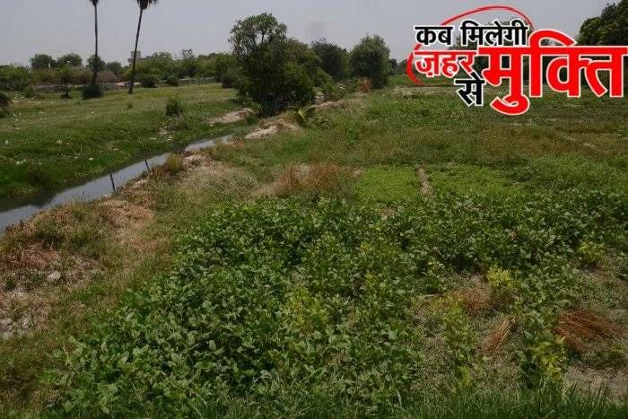 patrika campaign pesticides in food #सेहत_से_खिलवाड़: सब्जियों में जहर घोल रहा नाले का पानी
