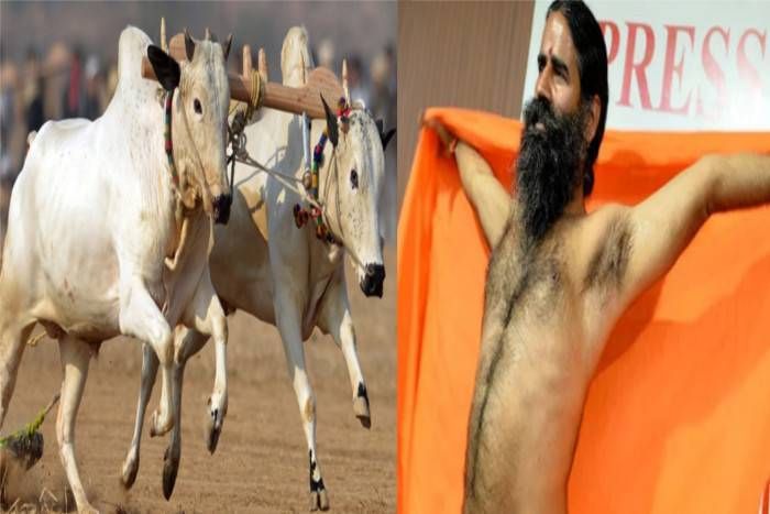 Patanjali अब बाबा रामदेव की पतंजलि बैलों से पैदा करेगी बिजली, बालकृष्ण के पहल के बाद शोध कार्य शुरु