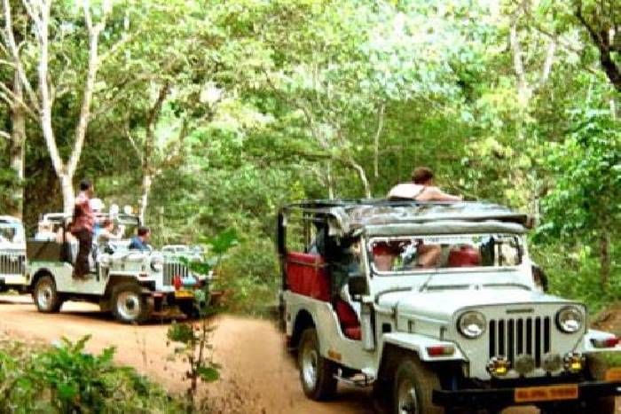 Jhalana Leopard Safari Jaipur अब राजस्थान के इस जंगल में शुरू हुई 'लूट' की सफारी, 1 फेरे का किराया ₹1900; टिकट अलग से लेनी होगी