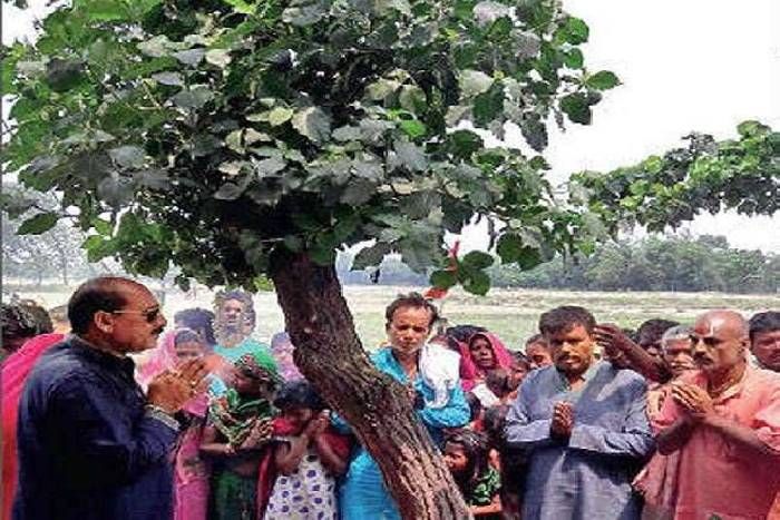 Water dripping from the tree अजब पेड़ की गजब करामात, पेड़ से बूंद-बूंद टपक रहा पानी